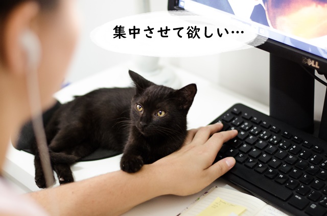 パソコンの邪魔をする猫